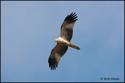 Whistling Kite (Haliastur sphenurus)