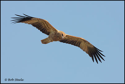 Whistling Kite (Haliastur sphenurus)