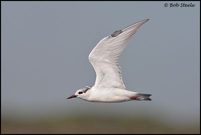 Whiskered Tern (Chlidonias hybridus)