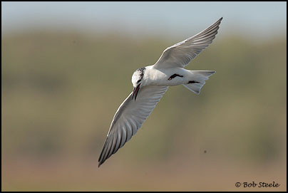 Whiskered Tern (Chlidonias hybridus)