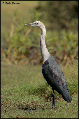 White-necked Heron (Ardea pacifica)