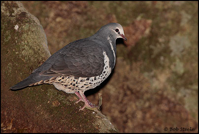 Wonga Pigeon (Leucosarcia melanoleuca)