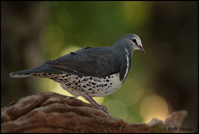 Wonga Pigeon (Leucosarcia melanoleuca)