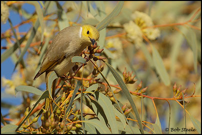 White-plumed Honeyeater (Lichenostomus penicillatus)