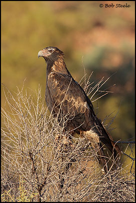 Wedge-tailed Eagle (Aquila audax)