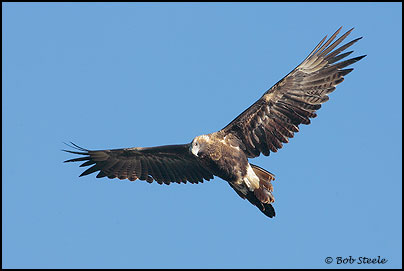 Wedge-tailed Eagle (Aquila audax)