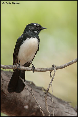 Willie Wagtail (Rhipidura leucophrys)