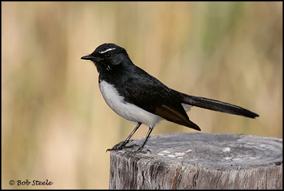 Willie Wagtail (Rhipidura leucophrys)