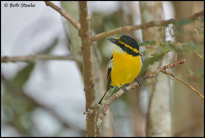Yellow-breasted Boatbill (Machaerirhynchus flaviventer)