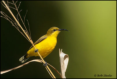 Yellow-bellied Sunbird (Nectarinia jugularis)