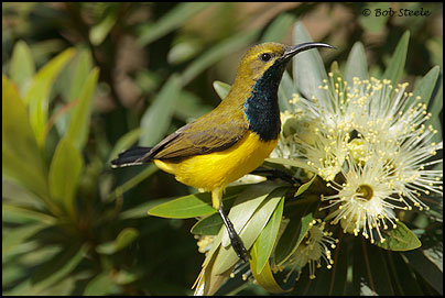 Yellow-bellied Sunbird (Nectarinia jugularis)
