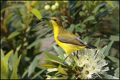 Yellow-bellied Sunbird (Nectarinia jugularis)