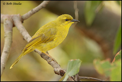 Yellow Honeyeater (Lichenostomus flavus)