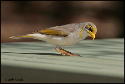 Yellow-throated Miner (Manorina flavigula)