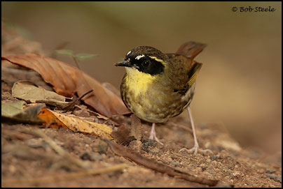 Yellow-throated Scrubwren (Sericornis citreogularis)