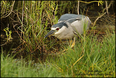 Black-crowned Night Heron (Nycticorax nycticorax)