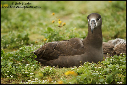Black-footed Albatross (Phoebastria nigripes)