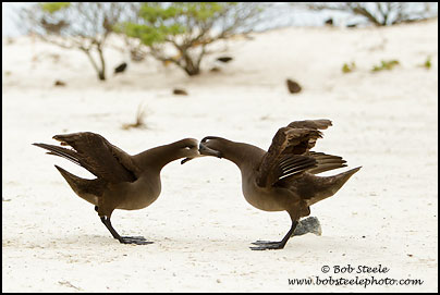 Black-footed Albatross (Phoebastria nigripes)