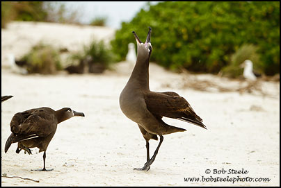 Black-footed Albatross (Phoebastria nigripes)