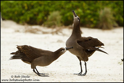 Black-footed Albatross (Phoebastria nigripes)