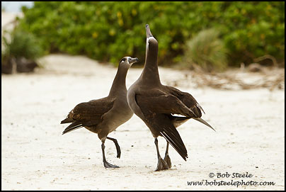 Black-footed Albatross (Phoebastria nigripes)