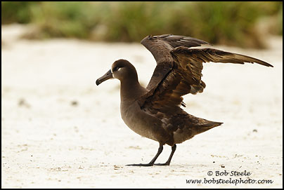 Black-footed Albatross (Phoebastria nigripes)