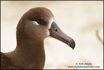 Black-footed Albatross (Phoebastria nigripes)