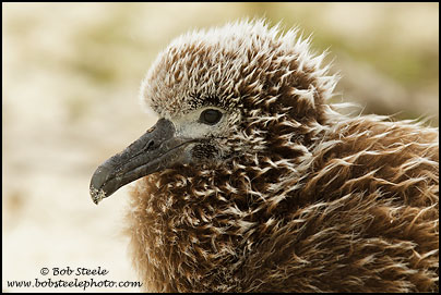 Black-footed Albatross (Phoebastria nigripes)