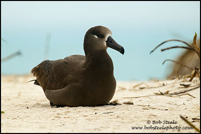 Black-footed Albatross (Phoebastria nigripes)
