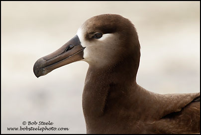Black-footed Albatross (Phoebastria nigripes)