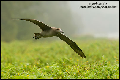 Black-footed Albatross (Phoebastria nigripes)