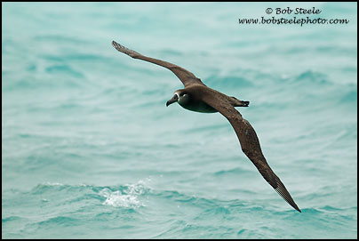 Black-footed Albatross (Phoebastria nigripes)