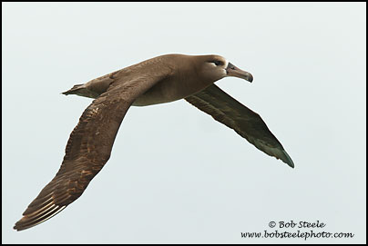 Black-footed Albatross (Phoebastria nigripes)