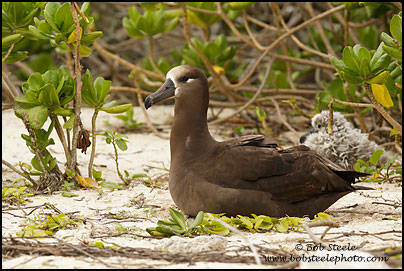 Black-footed Albatross (Phoebastria nigripes)