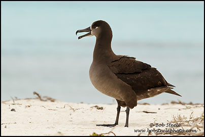 Black-footed Albatross (Phoebastria nigripes)