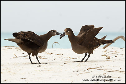 Black-footed Albatross (Phoebastria nigripes)