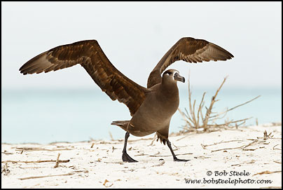 Black-footed Albatross (Phoebastria nigripes)