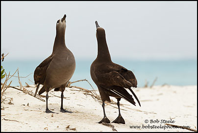 Black-footed Albatross (Phoebastria nigripes)