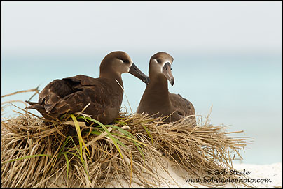 Black-footed Albatross (Phoebastria nigripes)