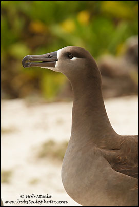 Black-footed Albatross (Phoebastria nigripes)