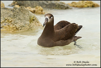 Black-footed Albatross (Phoebastria nigripes)