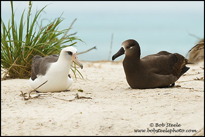 Black-footed Albatross (Phoebastria nigripes)
