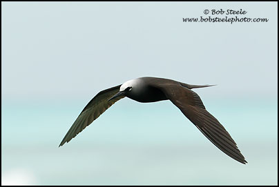 Black Noddy (Anous minutus)