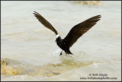 Black Noddy (Anous minutus)