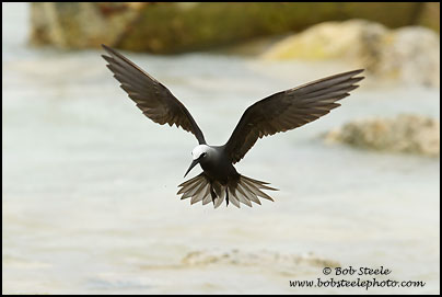 Black Noddy (Anous minutus)