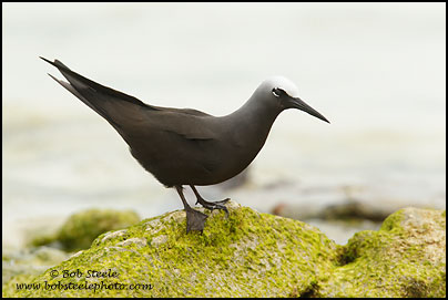 Black Noddy (Anous minutus)