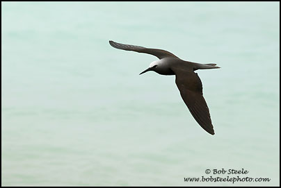 Black Noddy (Anous minutus)