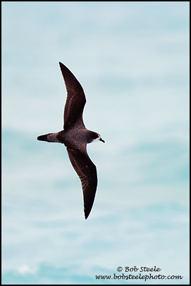 Bonin Petrel (Pterodroma hypoleuca)