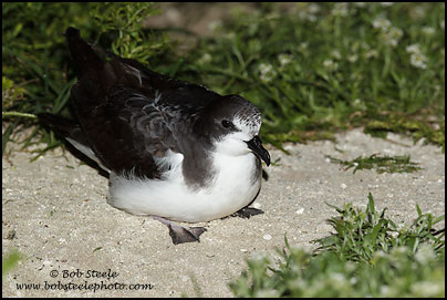 Bonin Petrel (Pterodroma hypoleuca)