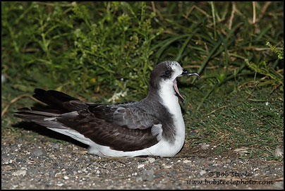 Bonin Petrel (Pterodroma hypoleuca)